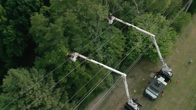 How Our Tree Care Process Works  in  Platteville, CO